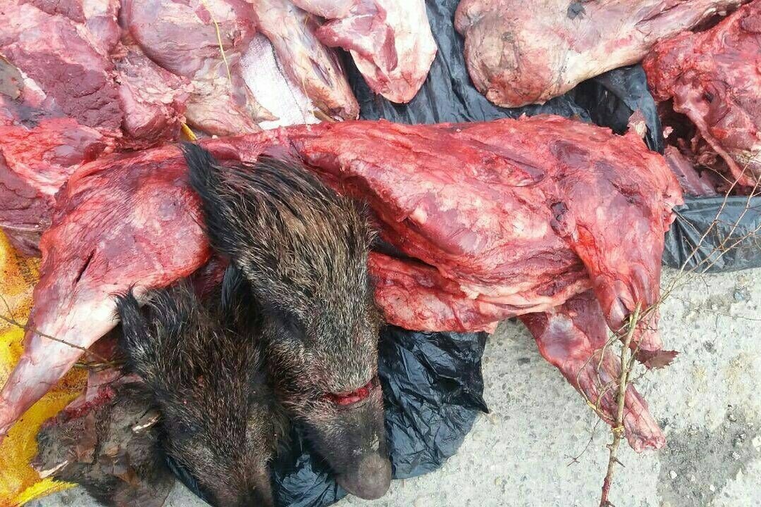 انهدام باند قاچاق گوشت گراز در دماوند