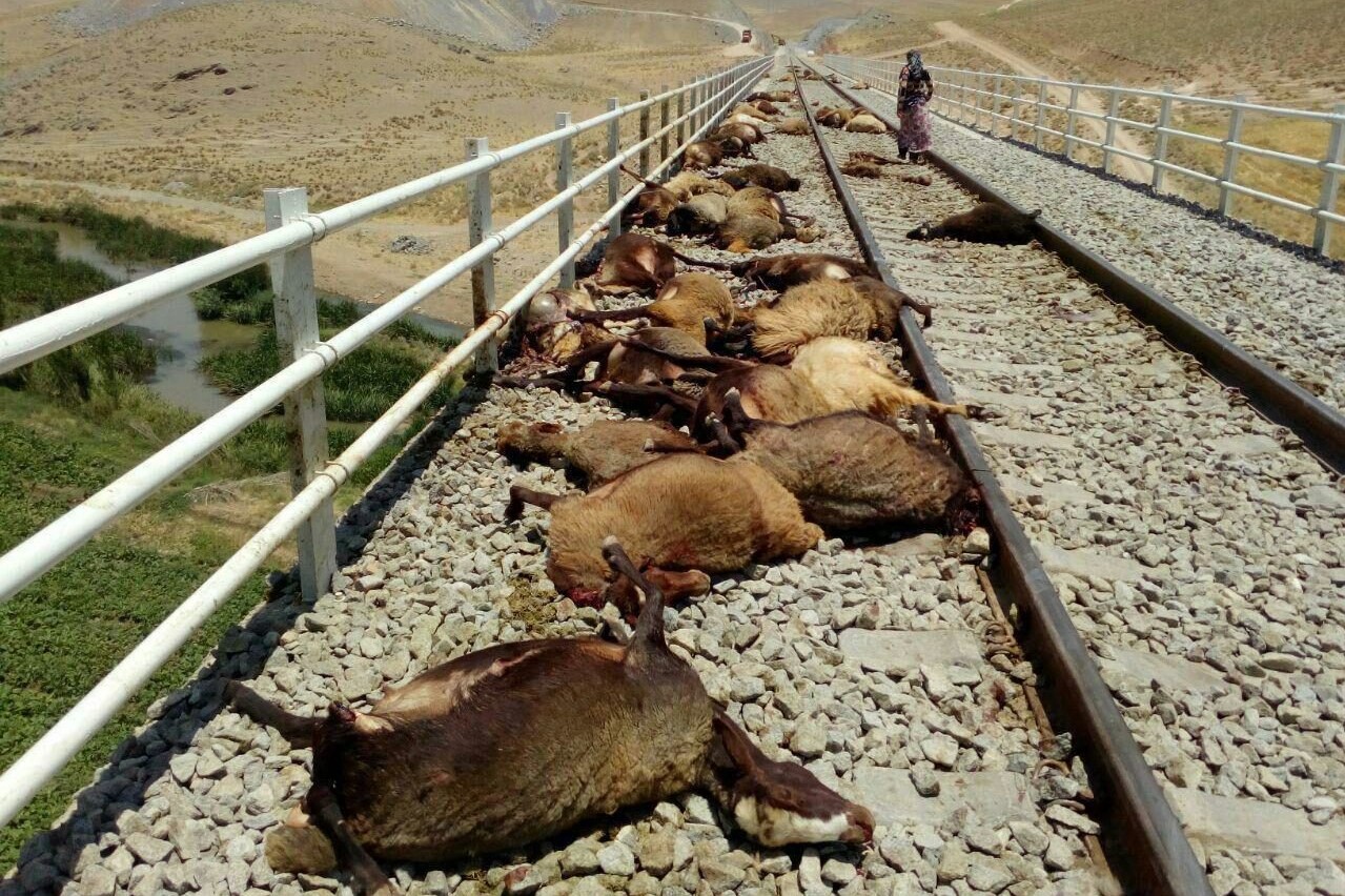 تلف شدن ۵۷ گوسفند در برخورد قطار با گله در قزوین تلف شدن ۵۷ گوسفند در برخورد قطار با گله در قزوین