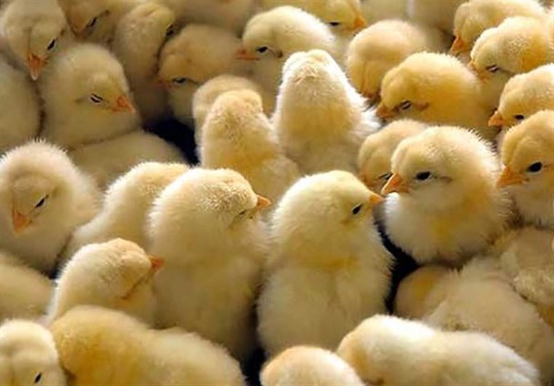 جوجه‌ریزی مرغ گوشتی در قم ۱۰ درصد افزایش یافت