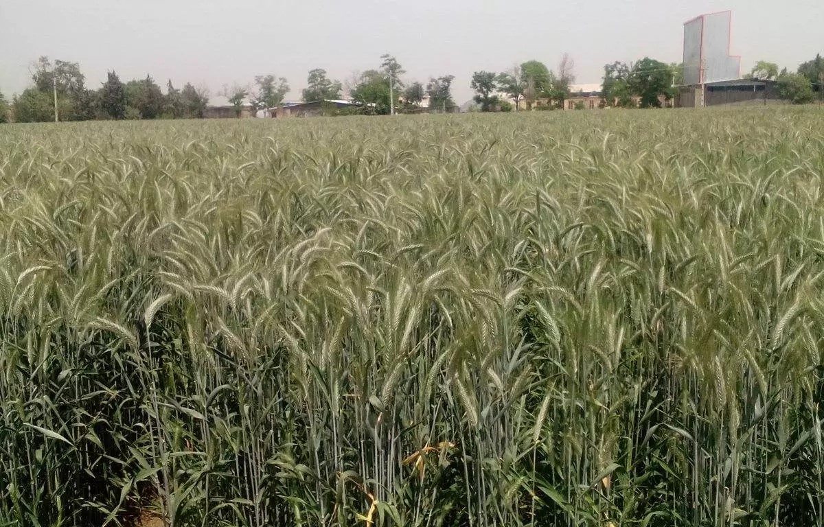 افزایش کشت گیاهان مقاوم به بیماری و کم آبی در قم 