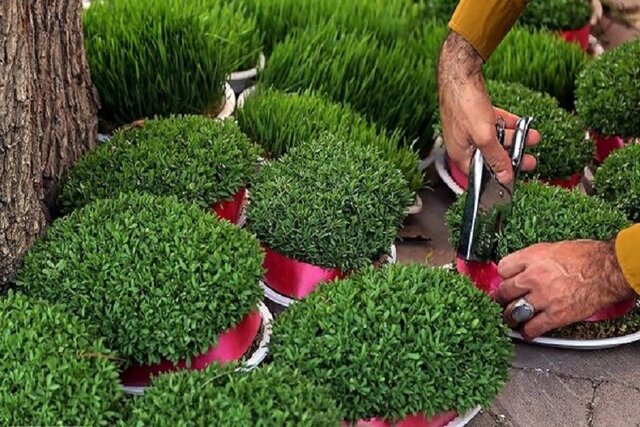 یک پیشنهاد برای کاشت سبزه عید یک پیشنهاد برای کاشت سبزه عید