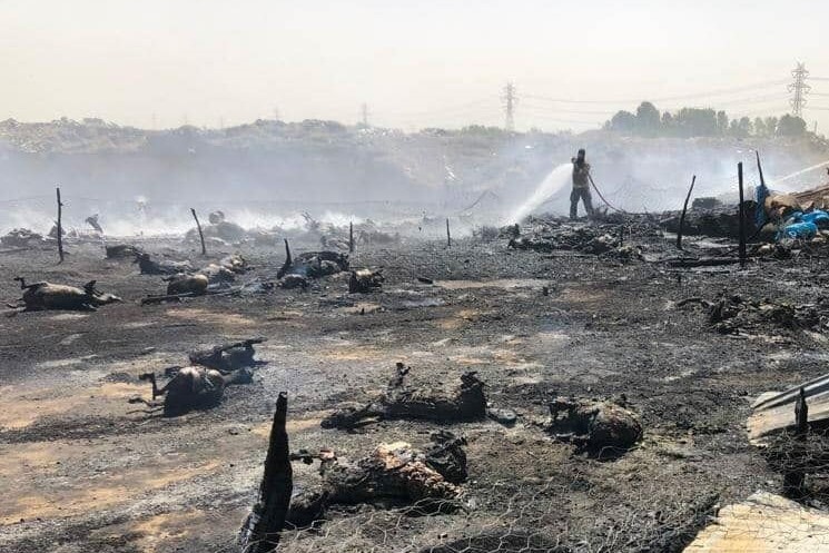 آتش سوزی در یک دامداری ۱۵۰ دام را تلف کرد