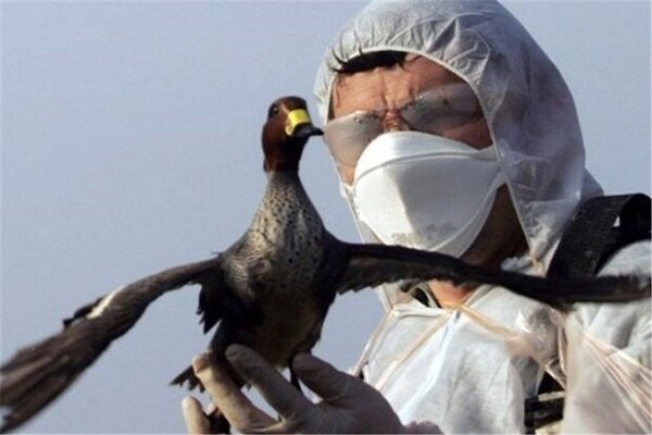 آنفلوانزای فوق حاد تعدادی از پرندگان در قم تأیید شد