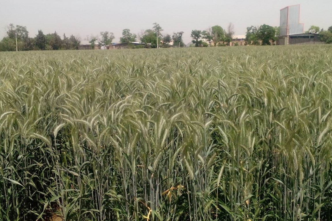 ۲۰۰ هکتار 