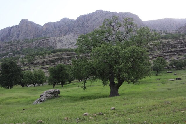 تند باد بیش از ۳۰۰ درخت بلوط در اندیکا را قطع کرد تند باد بیش از ۳۰۰ درخت بلوط در اندیکا را قطع کرد