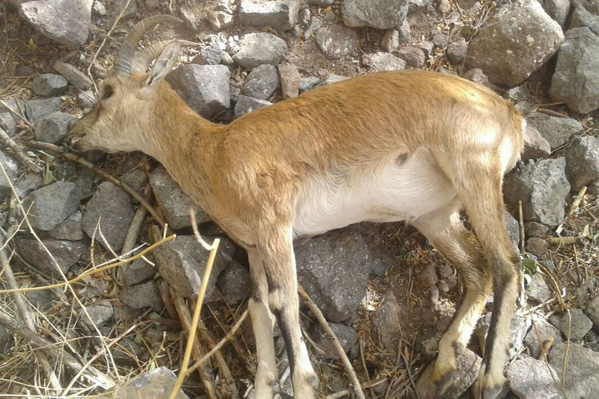 افزایش تلفات طاعون نشخوارکنندگان در نوشهر و چالوس به ۲۸ راس
