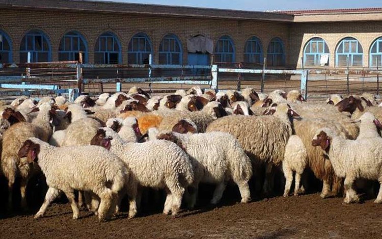 خبر مهم وزیر جهادکشاورزی درباره قیمت گوشت و مرغ