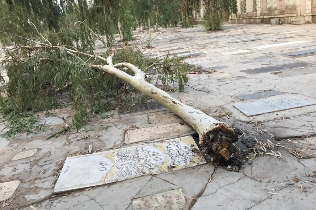 سوزاندن پایه درختان قبرستان نو در قم