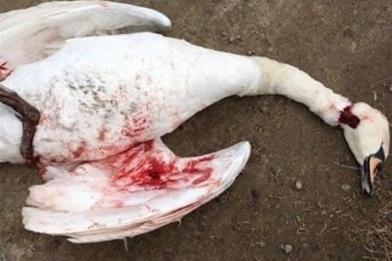 واکنش محیط زیست محمودآباد به کشتار وحشیانه قوها: شایعه است! واکنش محیط زیست محمودآباد به کشتار وحشیانه قوها: شایعه است!