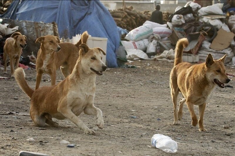 فوت یک نفر بر اثر ابتلا به هاری در مشهد