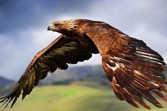 نجات عقاب ۱۰ میلیاردی از چنگال صیاد غیرمجاز در قم