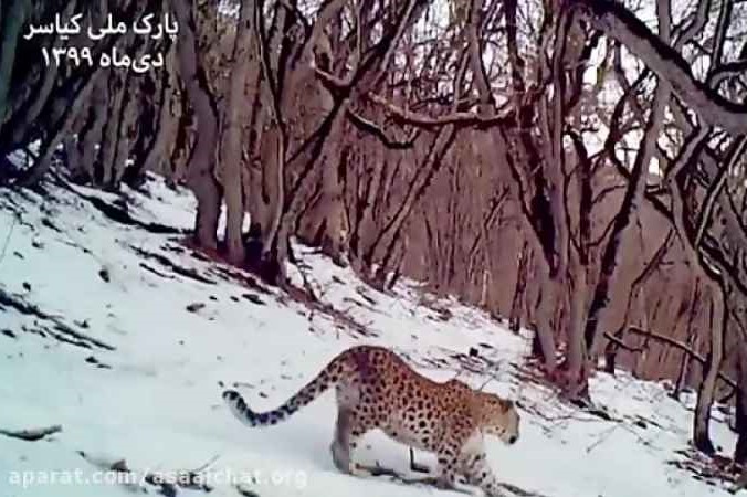 توله پلنگ‌های بازیگوش همراه مادرشان در کیاسر مازندران +فیلم