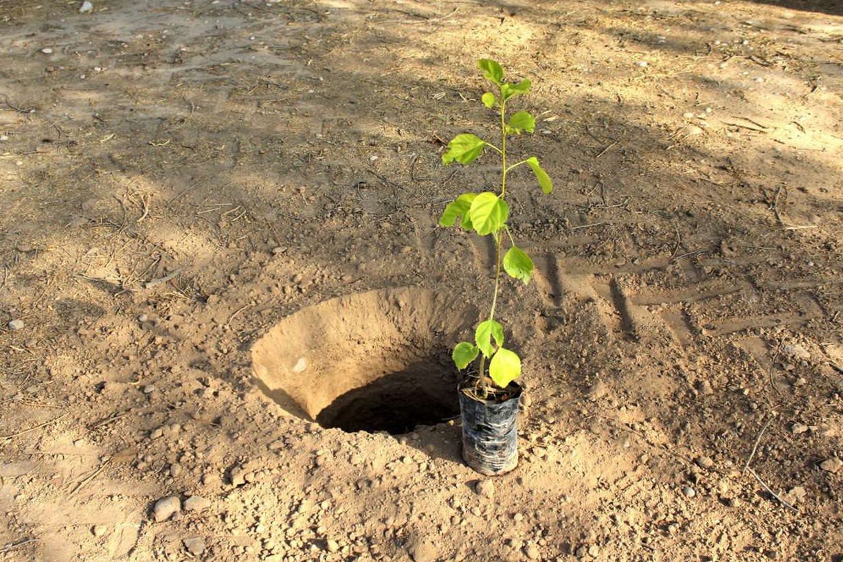 ۱۰۰ هزار اصله نهال در هفته منابع طبیعی بین مردم قم توزیع می‌شود