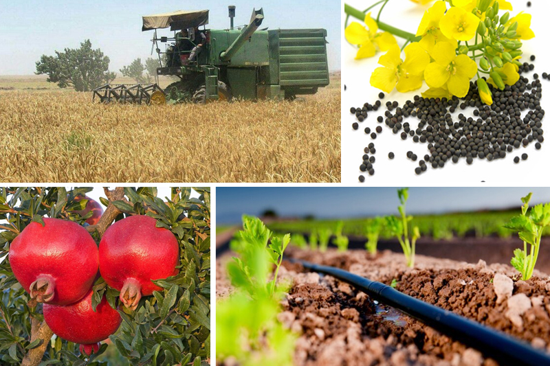 ارز ۴۲۰۰تومانی گندم و نهاده‌های دامی تامین شد 