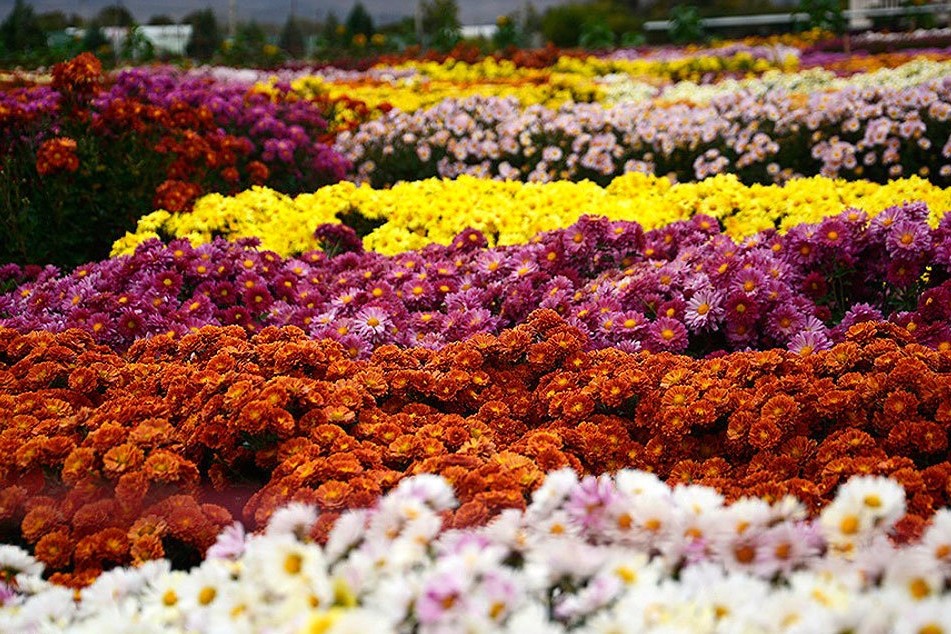 محلات، میزبان بیست و یکمین نمایشگاه گلهای داوودی محلات، میزبان بیست و یکمین نمایشگاه گلهای داوودی