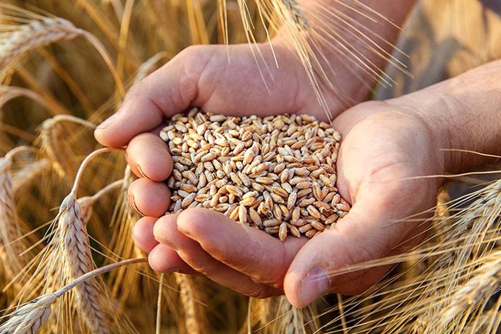 بیشترین سطح زیر کشت قم به جو اختصاص پیدا کرد