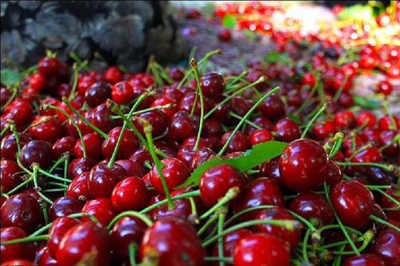 باغداران قمی ۴۰۰۰ تن گیلاس تکدانه تولید می‌کنند